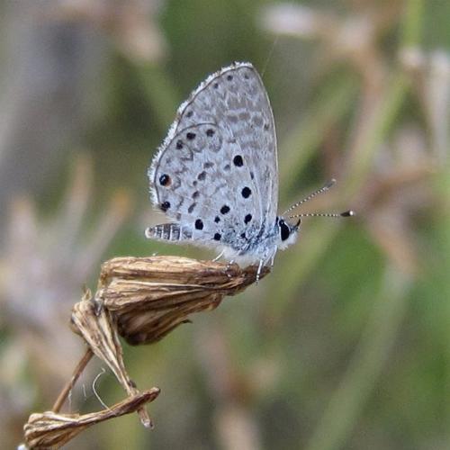 Azanus sitalces